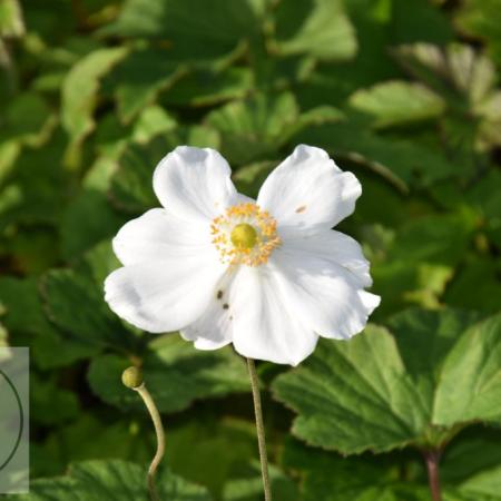 Anemone hupehensis 'Coupe d'Argent'