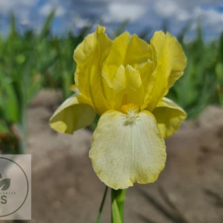 Iris germanica 'Blessted Again'