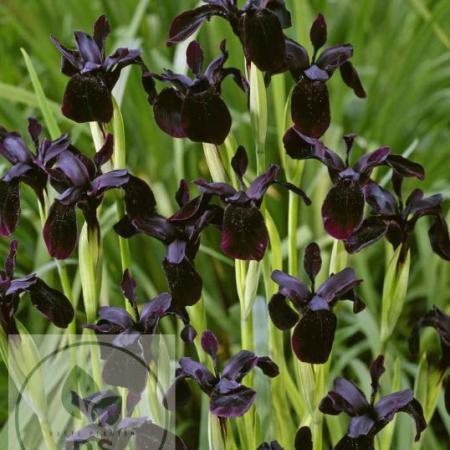 Iris chrys. 'Black Form'