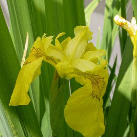 Iris pseudacorus 2.5 Liter