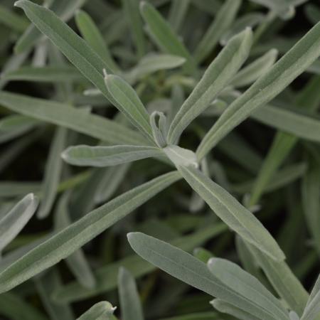 Lavandula angustifolia 'Dwarf Silver'