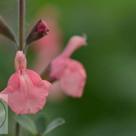 Salvia microphylla 'Papajan'