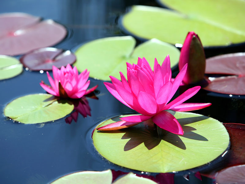 Waterplanten