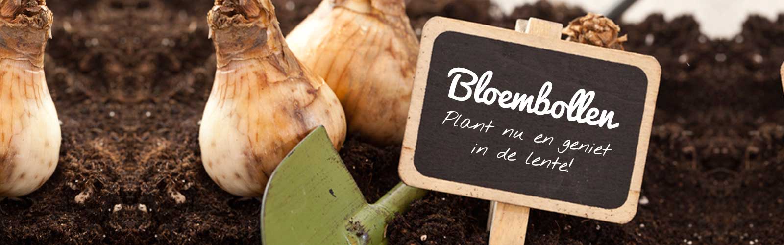Bloembollen