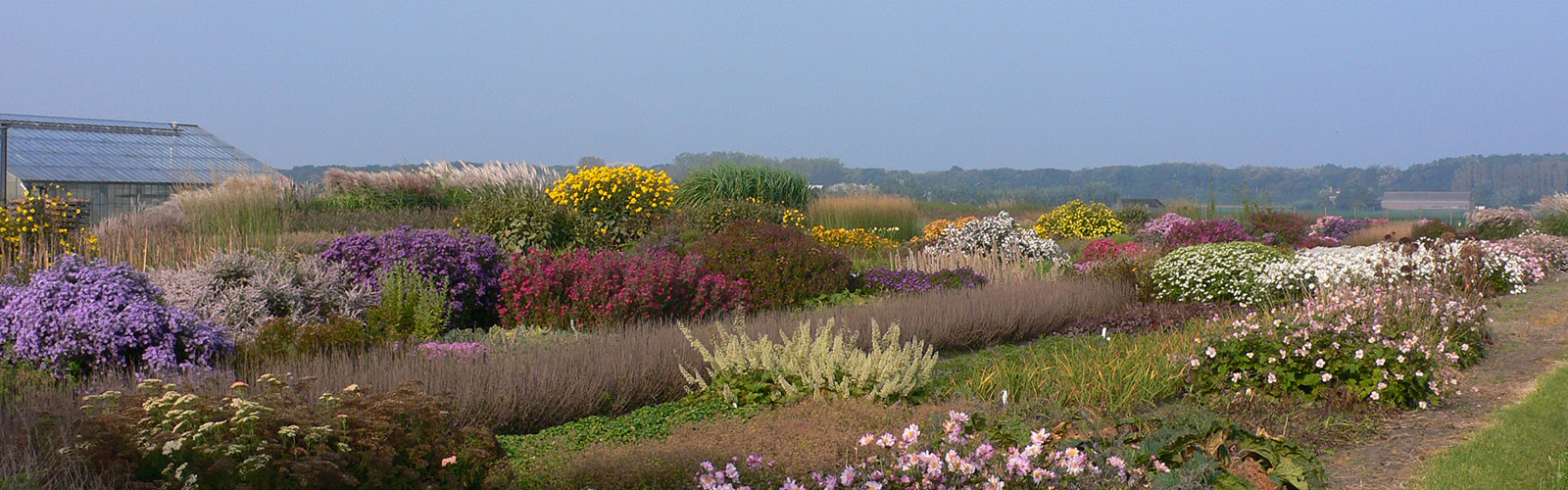 planten Swaef | Vaste Planten De Swaef BV