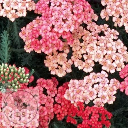 Achillea millefolium 'Apricot Delight'