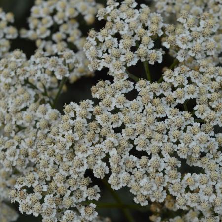 Achillea millefolium 'Alabaster'