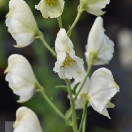 Aconitum napellus 'Album'