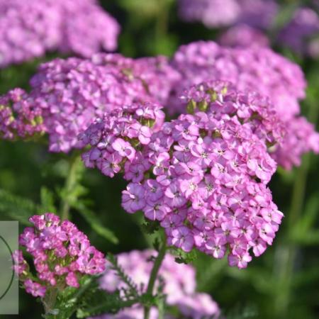 Achillea millefolium 'Appleblossom'