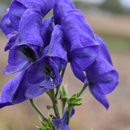 Aconitum carmichaelii 'Arendsi'