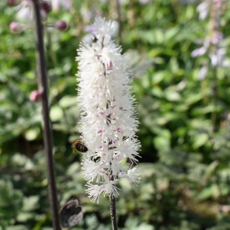 Actaea simplex 'Atropurpurea'