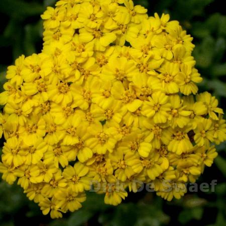 Achillea tomentosa 'Aurea'