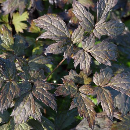 Actaea simplex 'Brunette'