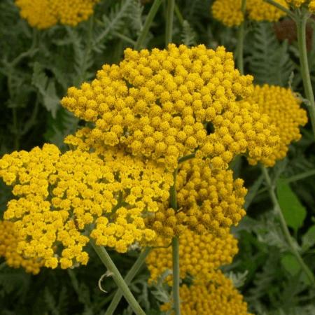 Achillea hybride 'Coronation Gold'