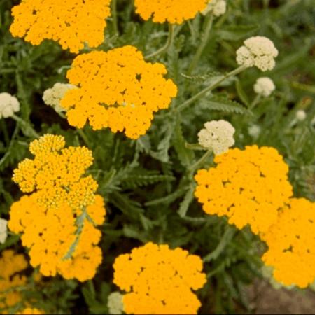 Achillea filipendulina 'Cloth of Gold'