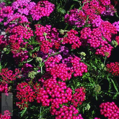 Achillea millefolium 'Cerise Queen'