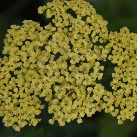 Achillea filipendulina 'Credo'