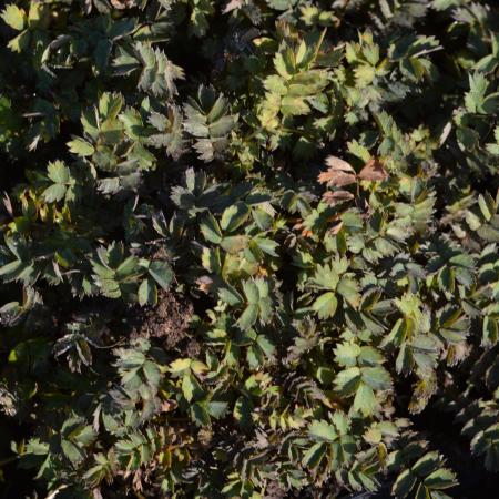 Acaena microphylla 'Dichte Matte'