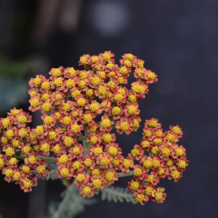 Achillea millefolium 'Feuerland'