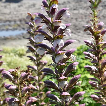 Acanthus hungaricus