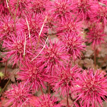 Acaena microphylla 'Kupferteppich'