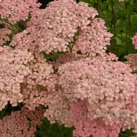 Achillea millefolium 'Lachsschönheit'