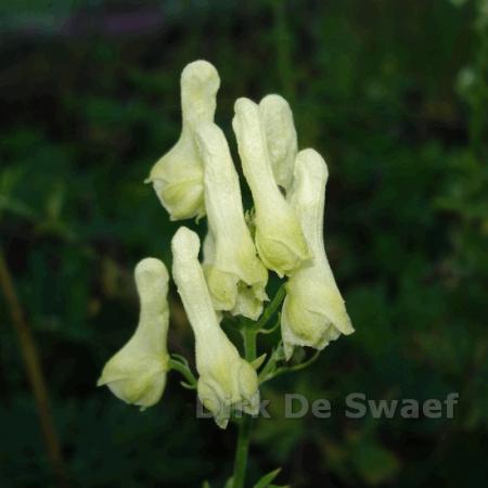 Aconitum lamarckii (pyrenaicum)