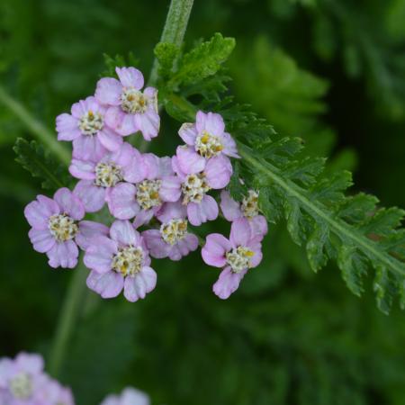 Achillea millefolium 'Lilac Beauty'