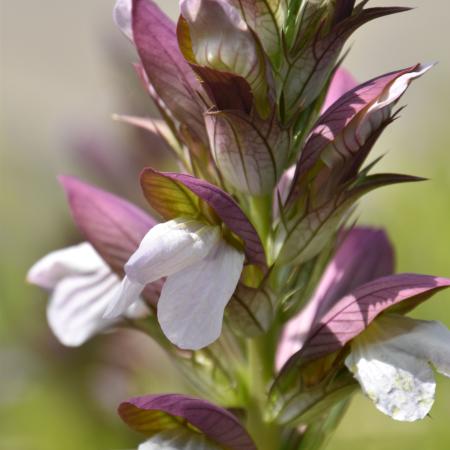 Acanthus 'Morning's Candle'