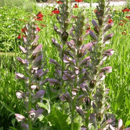 Acanthus mollis