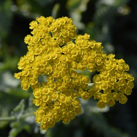 Achillea hybride 'Moonshine'