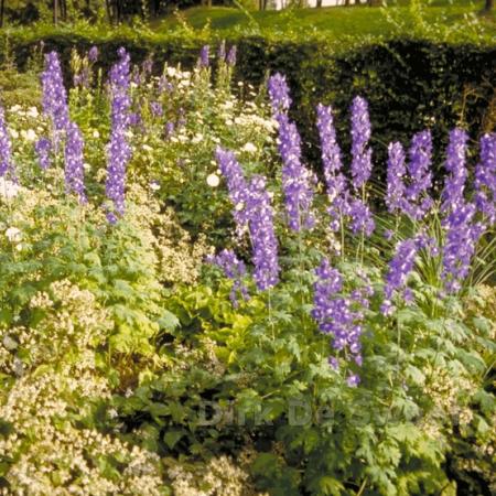 Aconitum napellus