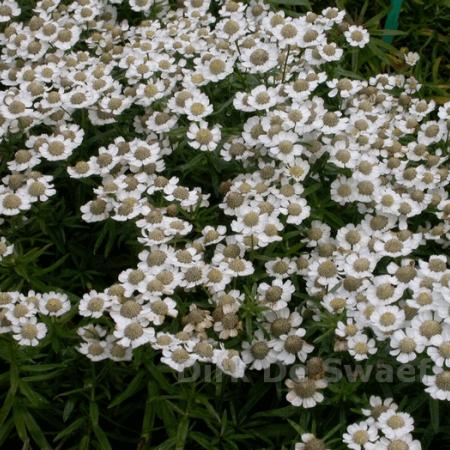 Achillea ptarmica 'Nana Compacta'