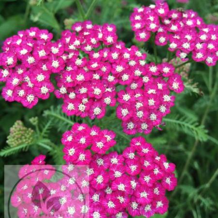 Achillea millefolium 'New Vintage Violet'