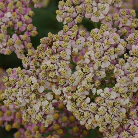 Achillea millefolium 'Paprika'