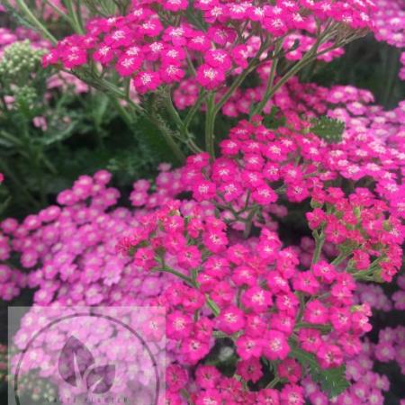 Achillea millefolium 'Pink Grapefruit'