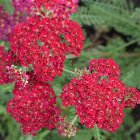 Achillée millefeuille Pomegranate - Achillea millefolium pomegranate