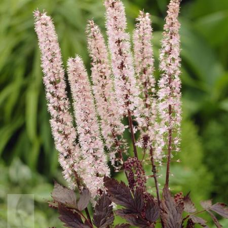 Actaea simplex 'Pink Spike'