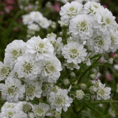 Achillea ptarmica 'Perry's White'