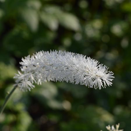 Actaea racemosa