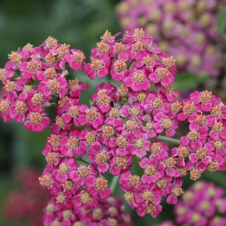 Achillea millefolium 'Red Velvet'