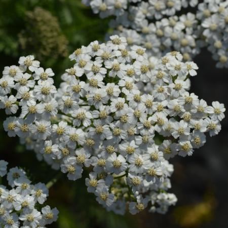 Achillea millefolium  'Schneetaler'