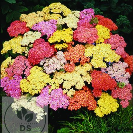 Achillea hybride 'Summer Pastels'