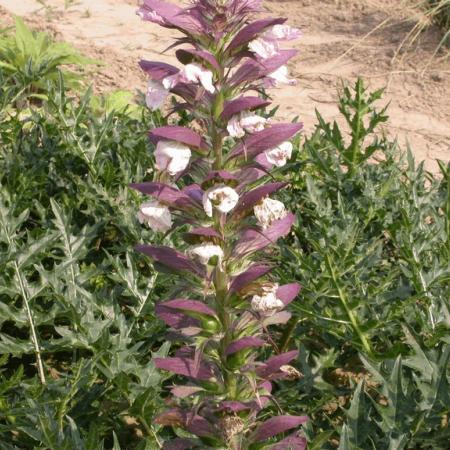 Acanthus spinosus