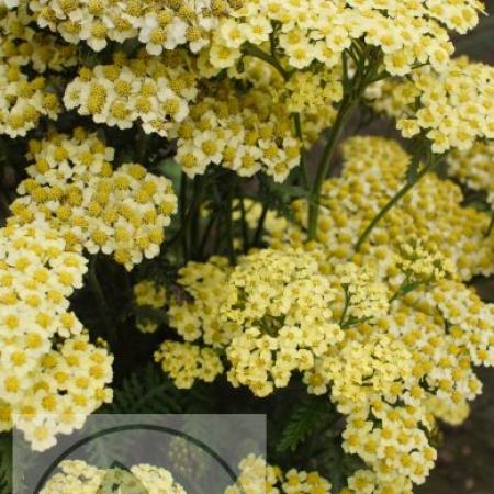 Achillea millefolium 'Sunny Seduction'