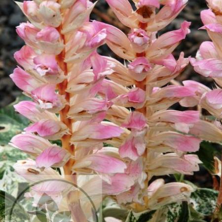 Acanthus mollis 'Tasmanian Angel'