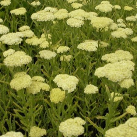 Achillea hybride 'Taygetea'