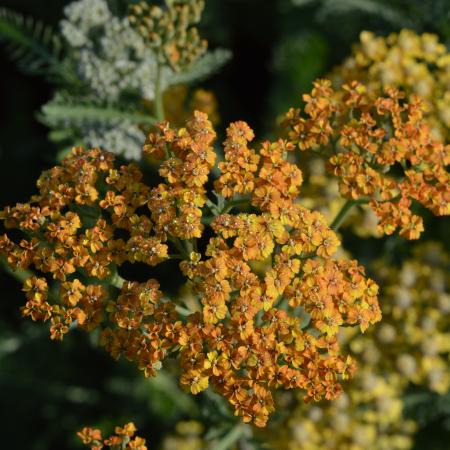 Achillea hybride 'Terracotta'