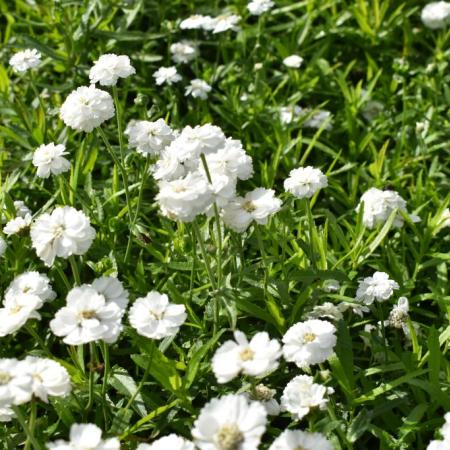 Achillea ptarmica 'The Pearl'