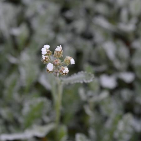 Achillea umbellata